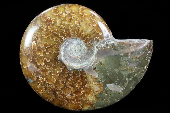 Polished, Agatized Ammonite (Cleoniceras) - Madagascar #75971
